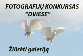 IMG_2233 copy1