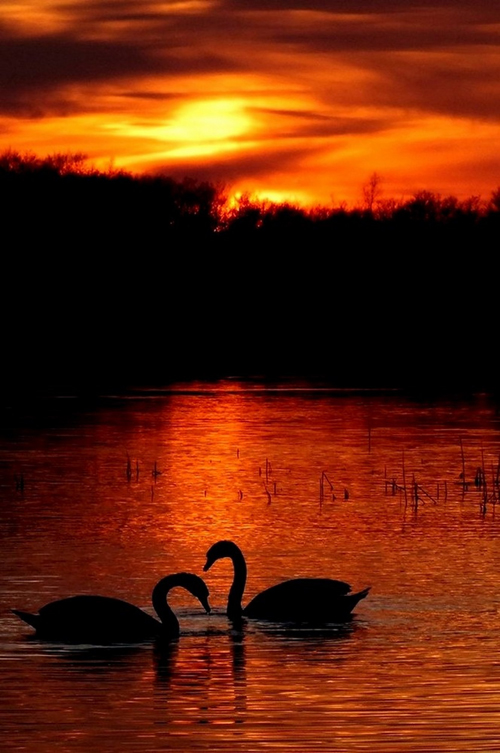 Žiedūnė MATELIONYTĖ, Viešintos, Anykščių raj.