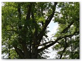 Parko uosis – botaninis gamtos paveldo objektas.
